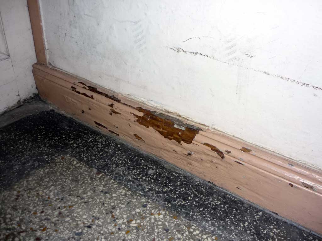 Holzzerstörende Pilze 1
